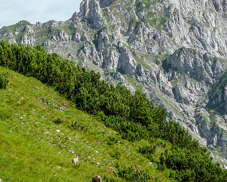 Auf dieser Tour braucht es kein besonderes Glück um Gämsen aus nächster Nähe zu beobachten, und wenn mal keine da sind gibts immer noch die Bergkulisse - wie hier im Bild die Frau Hitt