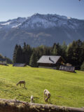Wiesle